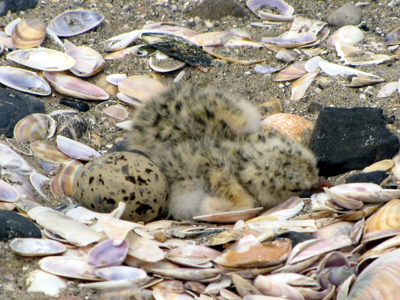 little tern chick baltray.jpg